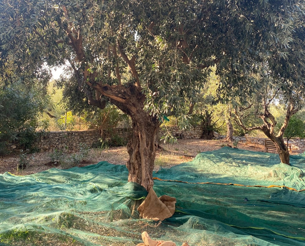 Ons Griekse Vakantiehuis Olijven Boomgaard